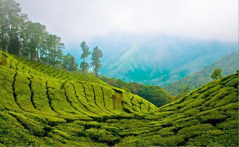 Hotel Munnar Dreams Exterior foto